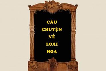 CÂU CHUYỆN HOA CẨM TÚ CẦU